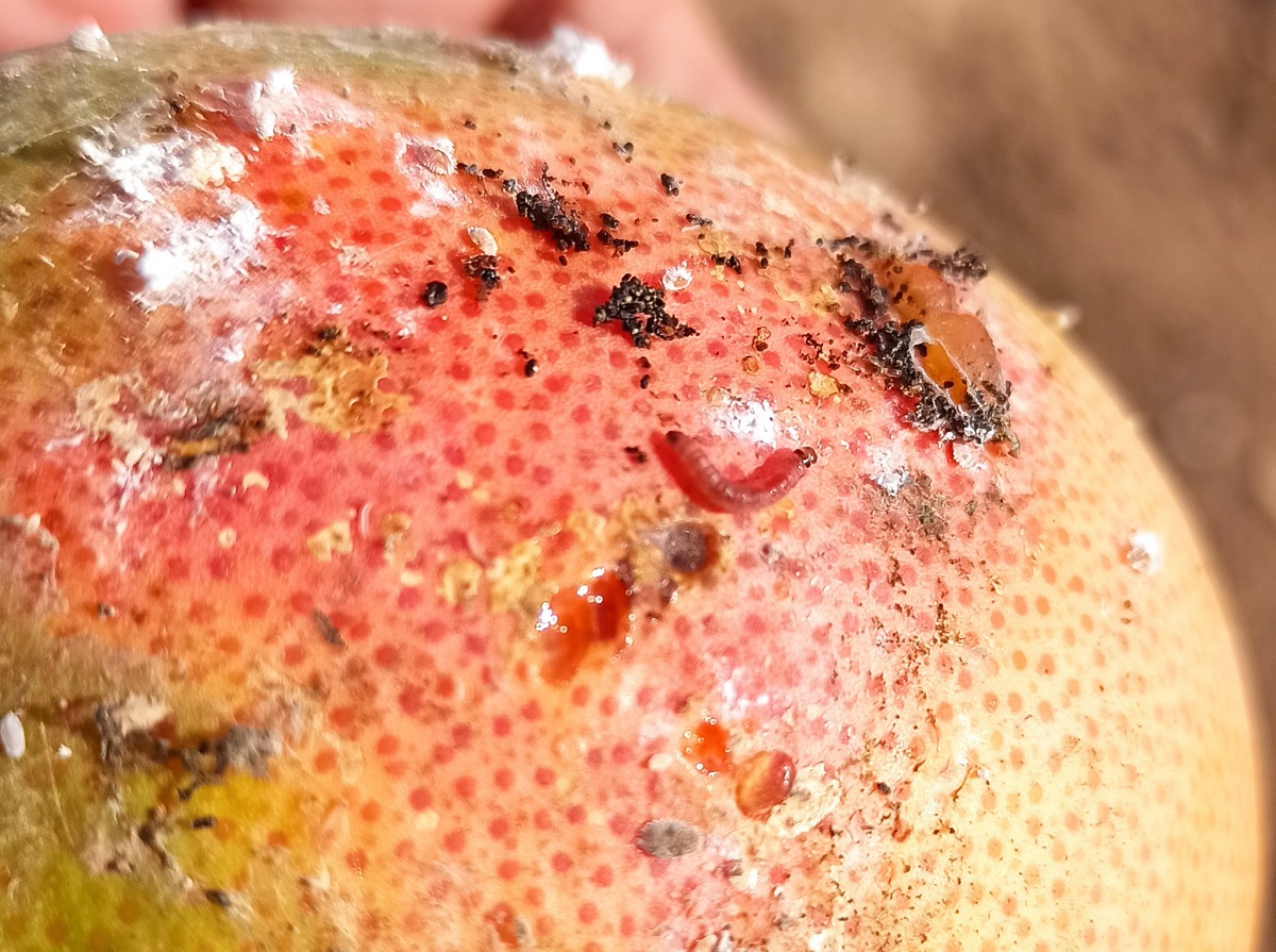 Daños producidos por A. badia sobre pomelo (Miguel Ángel Fernández Carrillo).