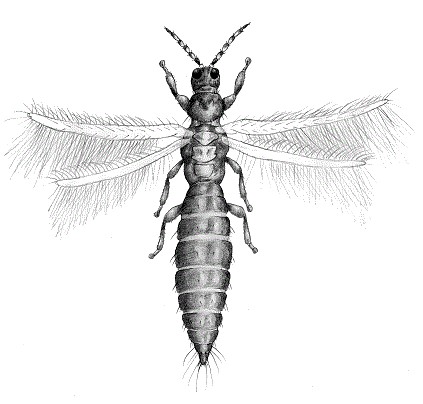 BERENJENA oct25 int1
