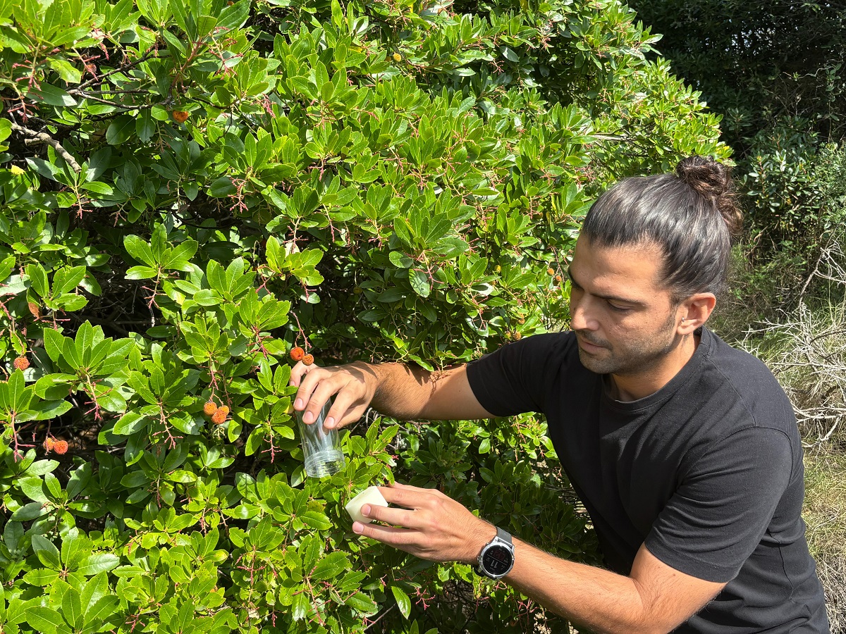 Liberación de individuos de Ganaspis kimorum en Sant Pol de Mar.