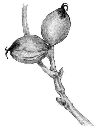 AVELLANO Y NOGAL mayo25 int2