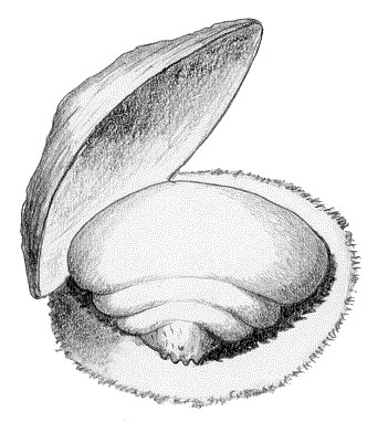 FRUTALES 0925 4