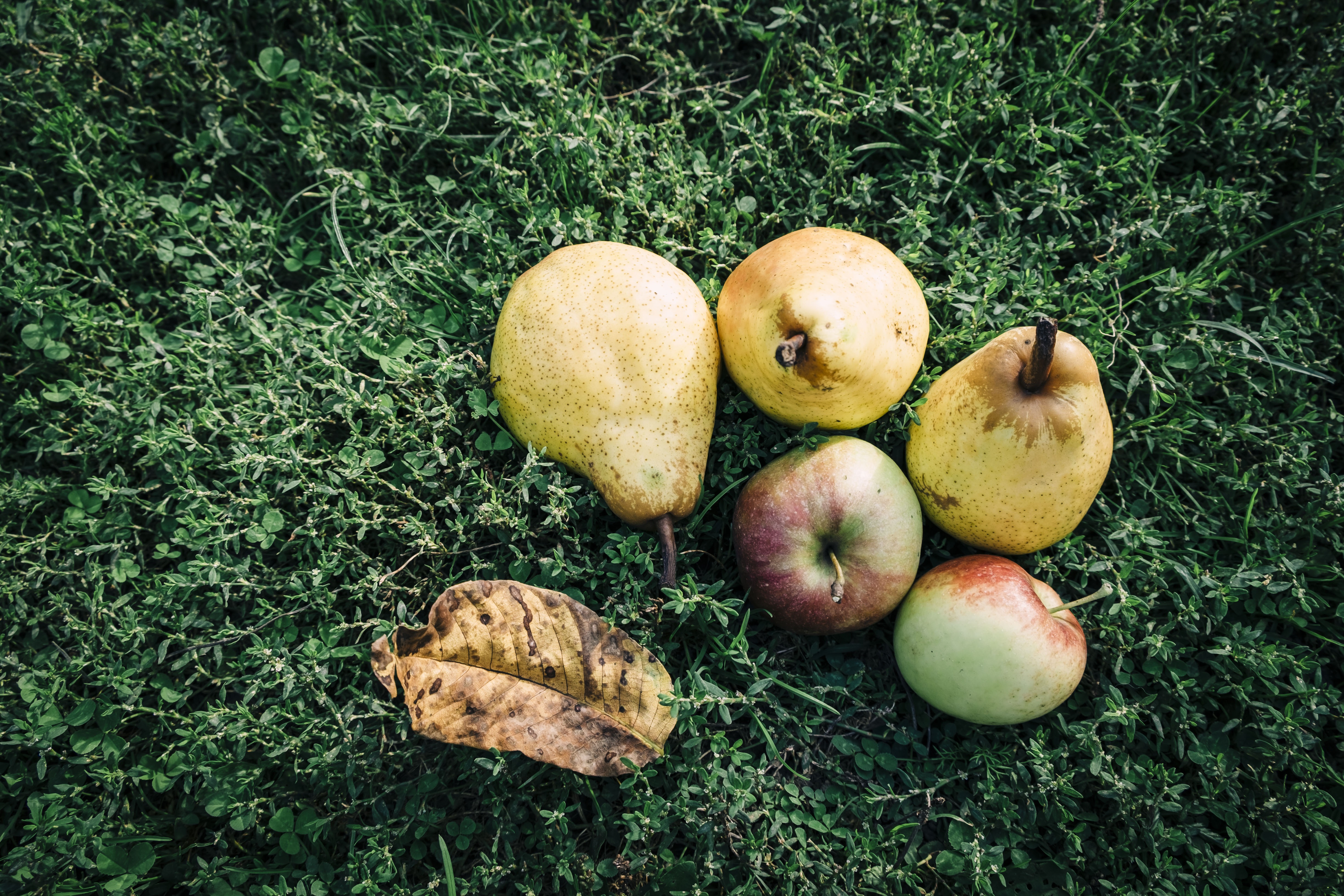 Какое яблоко в земле растет. Яблоко. Яблоки на земле. Яблоки в саду. Яблоки и груши.