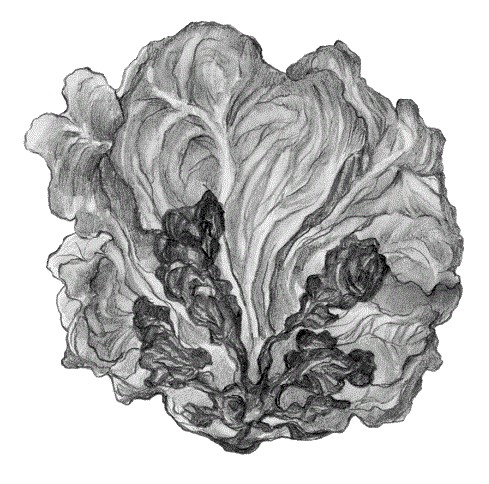 LECHUGA Y ESCAROLA enero25 int1