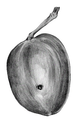 NOGAL 0925 1