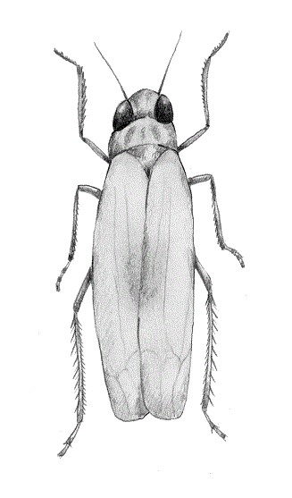 PISTACHO 0925 1