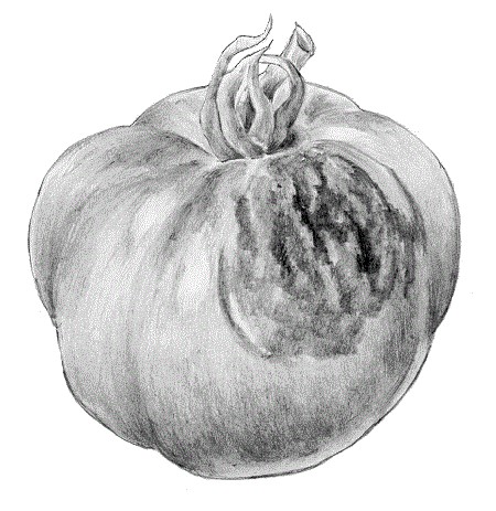 TOMATE oct25 int4