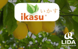 LIDA PLANT - IKASU
