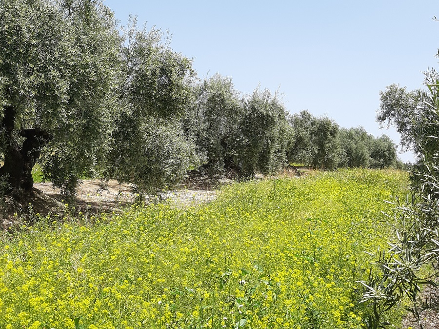 Cubiertas vegetales olivar mediterráneo