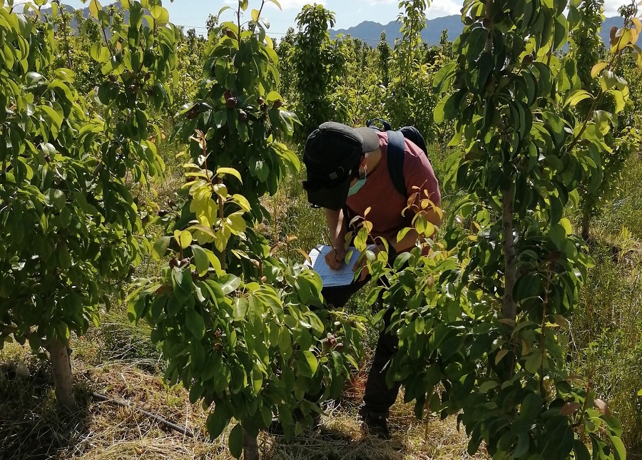 Delportal Ecuador - El ajo negro 🧄 multiplica los beneficios del