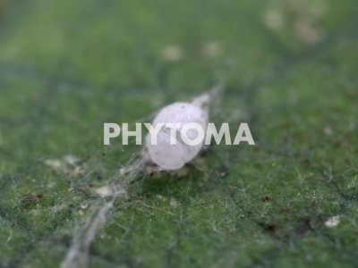 Chrysoperla sp.