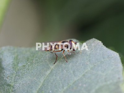 Eupeodes corollae
