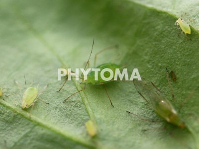 Macrosiphum euphorbiae