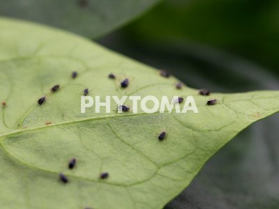 Macrosiphum euphorbiae