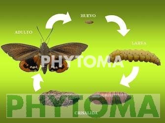 Mariposa de la palmera
