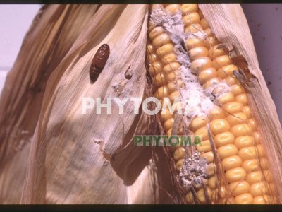 Barrenador del maíz