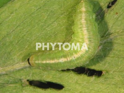 Gusano verde de la alfalfa