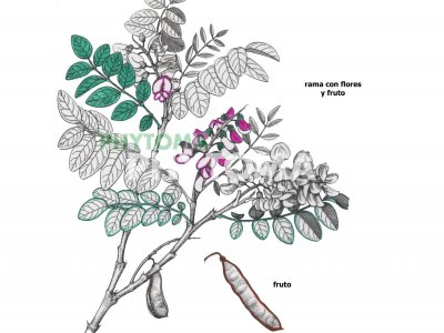 Falsa acacia