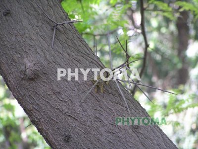 Acacia de tres espinas