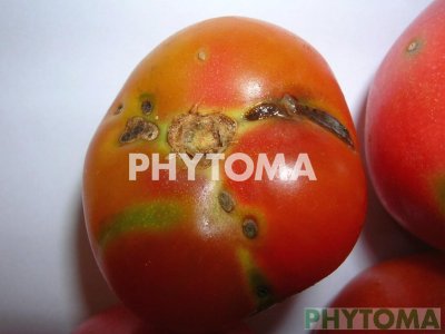 Polilla del tomate