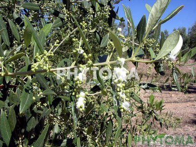 Algodón del olivo
