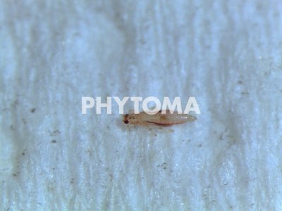 Chaetanaphothrips orchidii